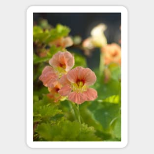 Nasturtium Sticker